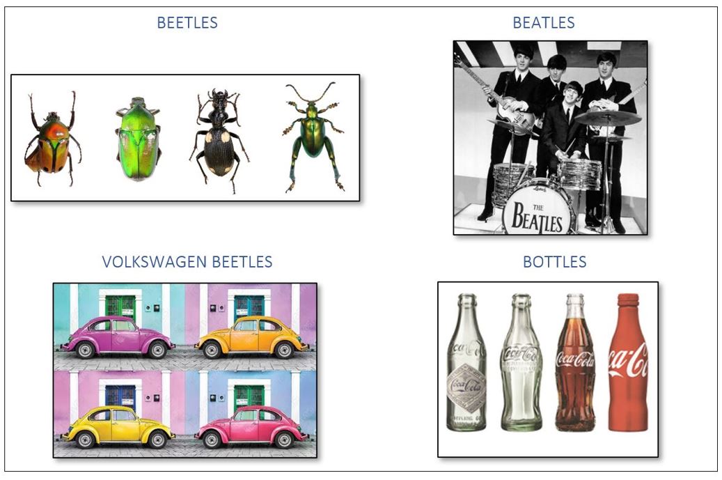 Infographic on types of beetles and bottles